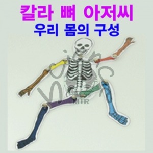 칼라 뼈 아저씨 (5인용) 칼라뼈아저씨,칼라뼈,뼈,뼈구조,영어