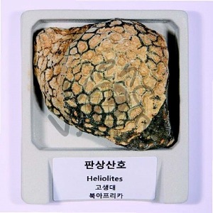 전시용산호화석(실물)
